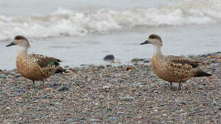 Canard huppé