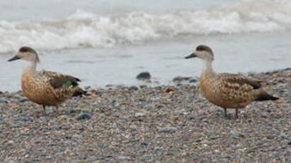 Canard huppé