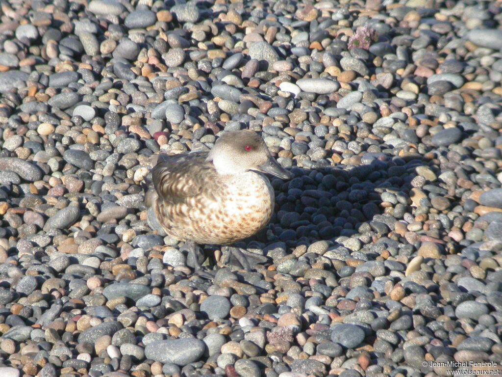 Canard huppé