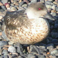 Canard huppé