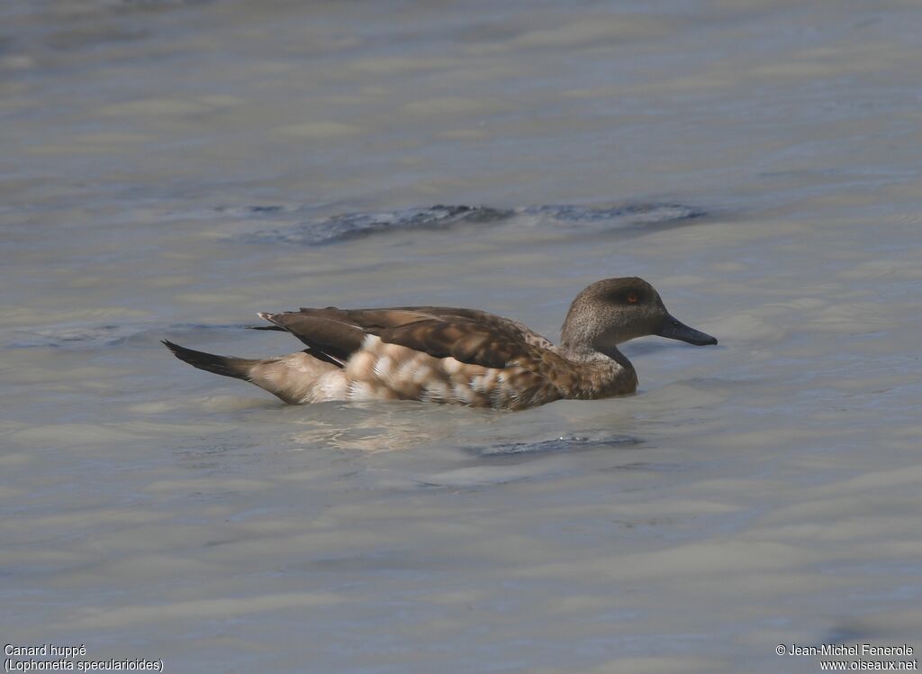 Canard huppé