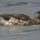Canard huppé