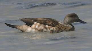 Crested Duck