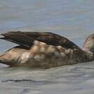 Canard huppé