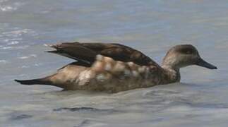 Crested Duck