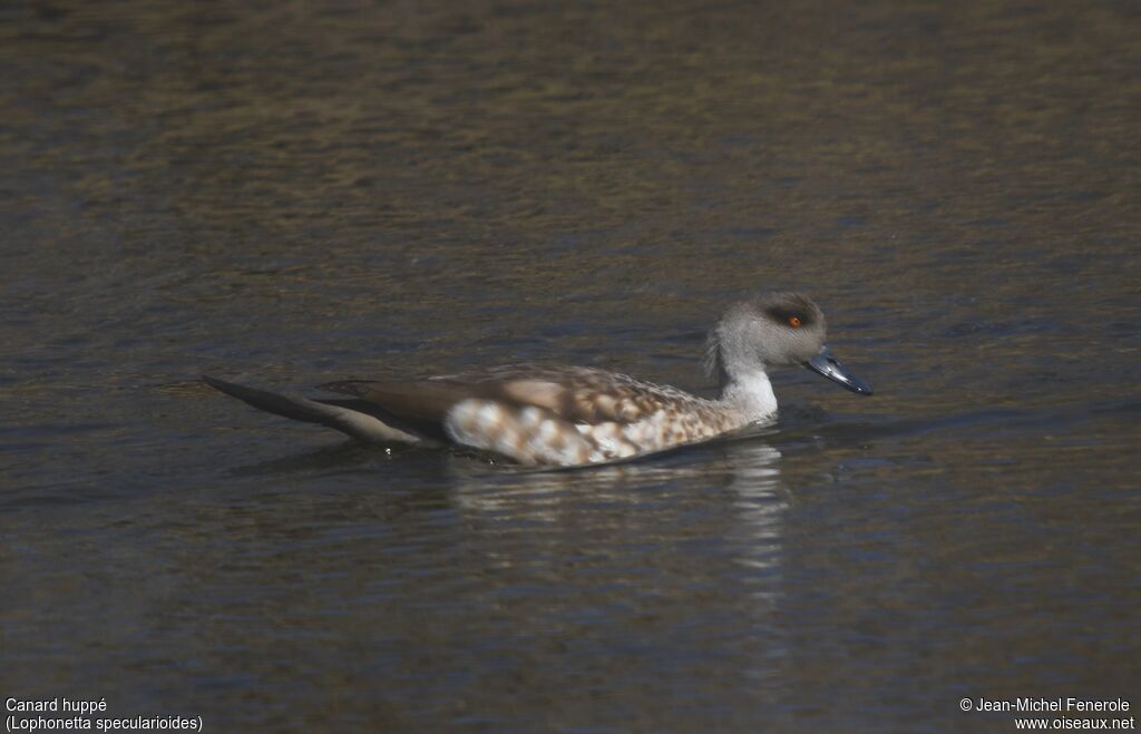 Crested Duck