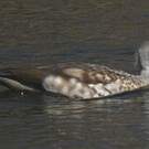 Canard huppé