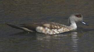 Crested Duck