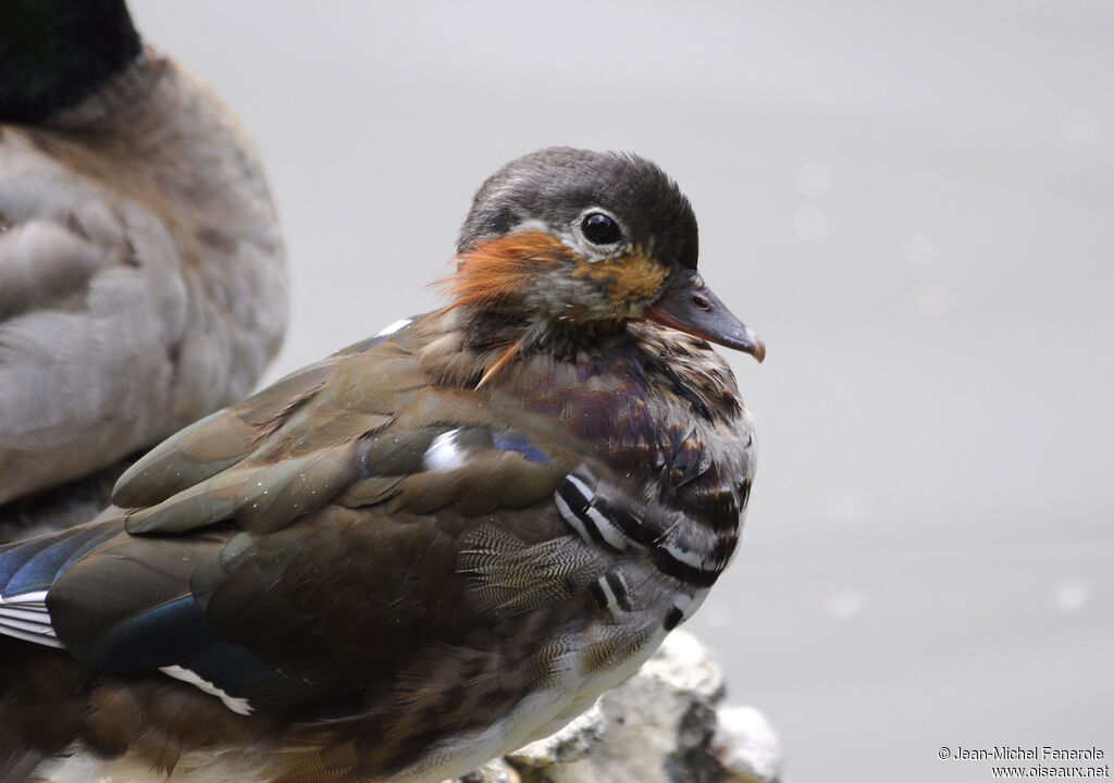 Mandarin Duck