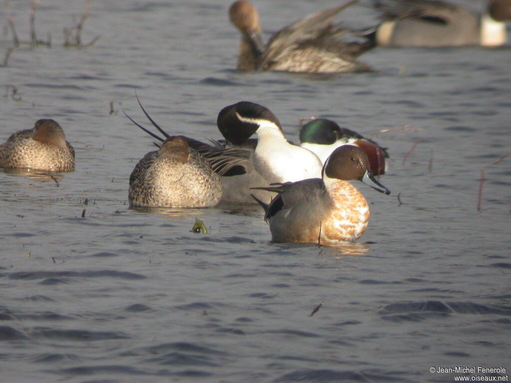 Canard pilet