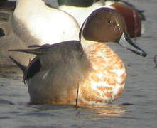 Northern Pintail