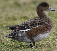 Eurasian Wigeon