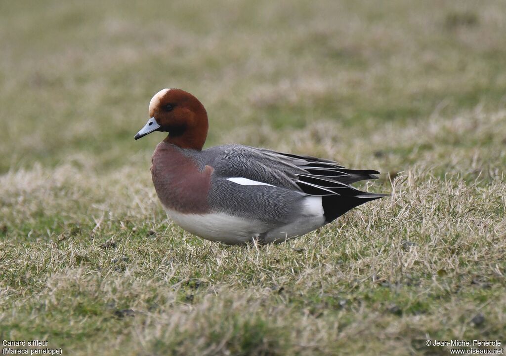 Canard siffleur mâle