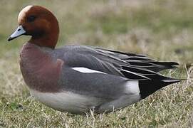 Eurasian Wigeon