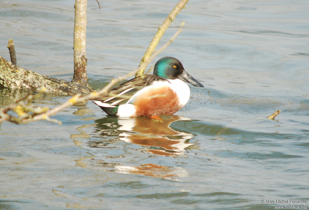 Canard souchet mâle adulte