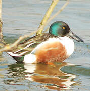 Northern Shoveler