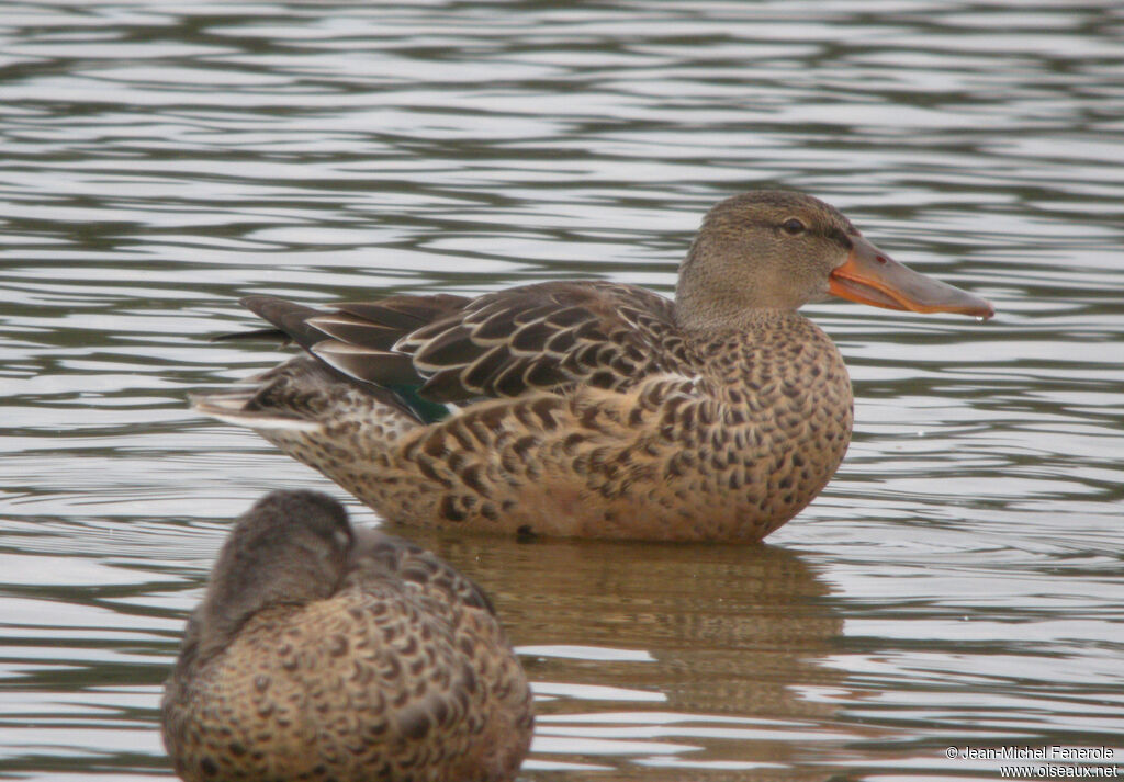 Canard souchet