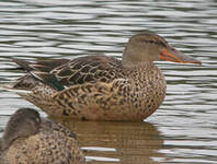 Canard souchet