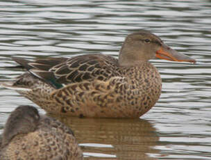 Canard souchet