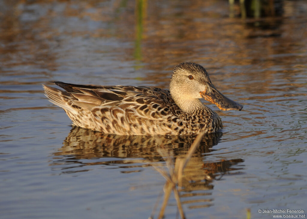 Canard souchet femelle adulte