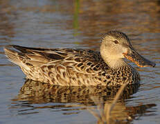 Canard souchet