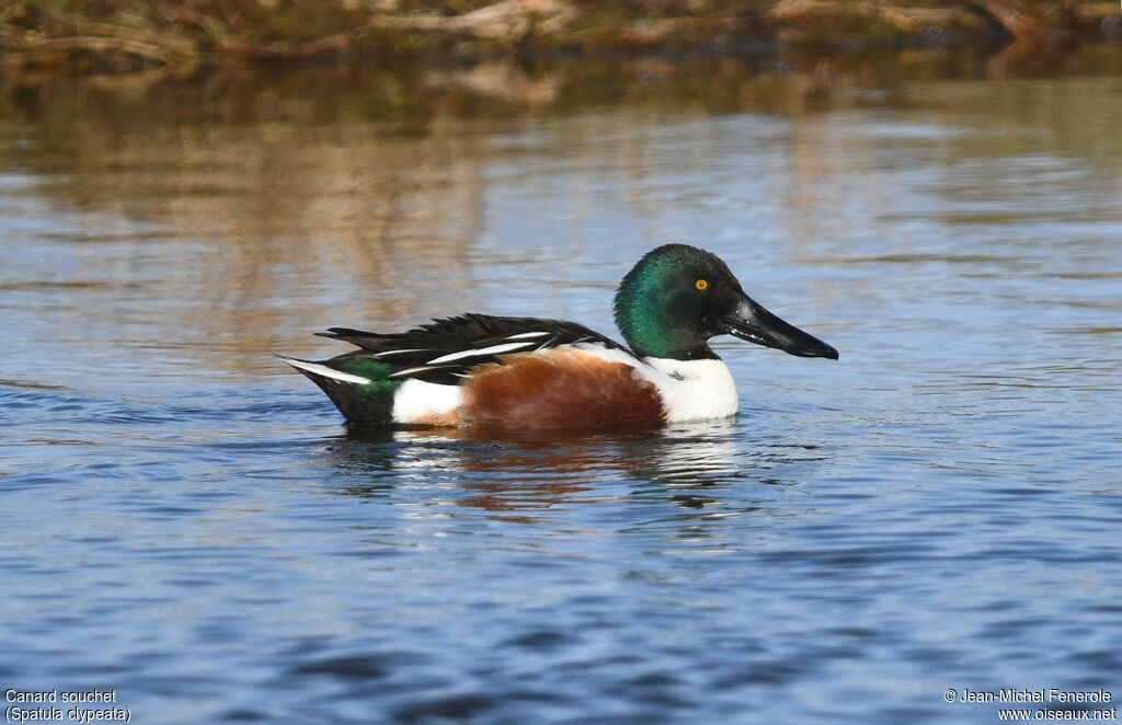 Northern Shoveler
