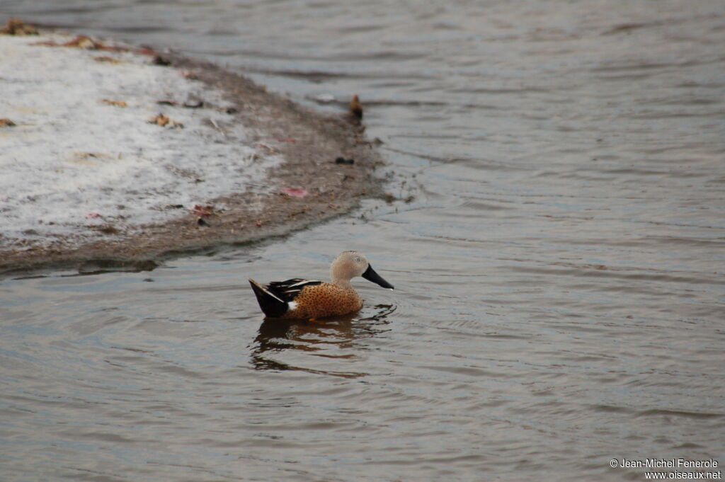 Red Shoveler