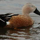 Canard spatule