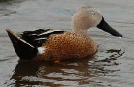 Red Shoveler