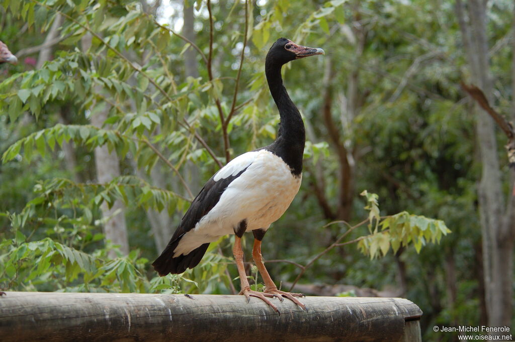 Magpie Gooseadult