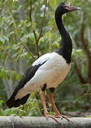 Magpie Goose