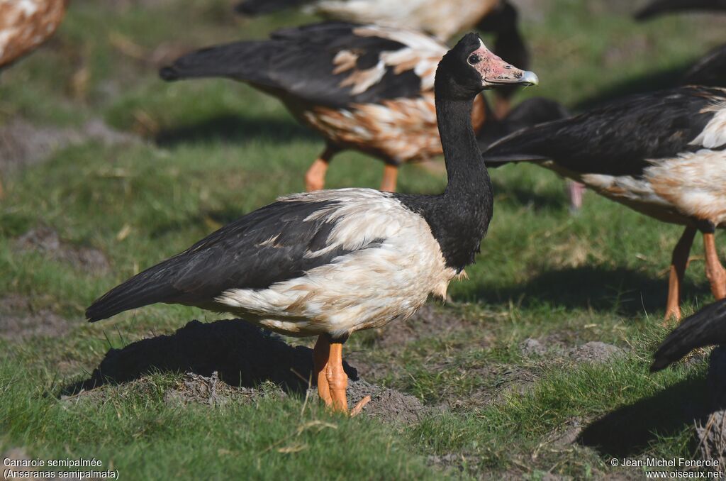 Magpie Goose