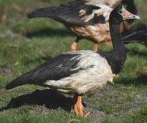 Magpie Goose