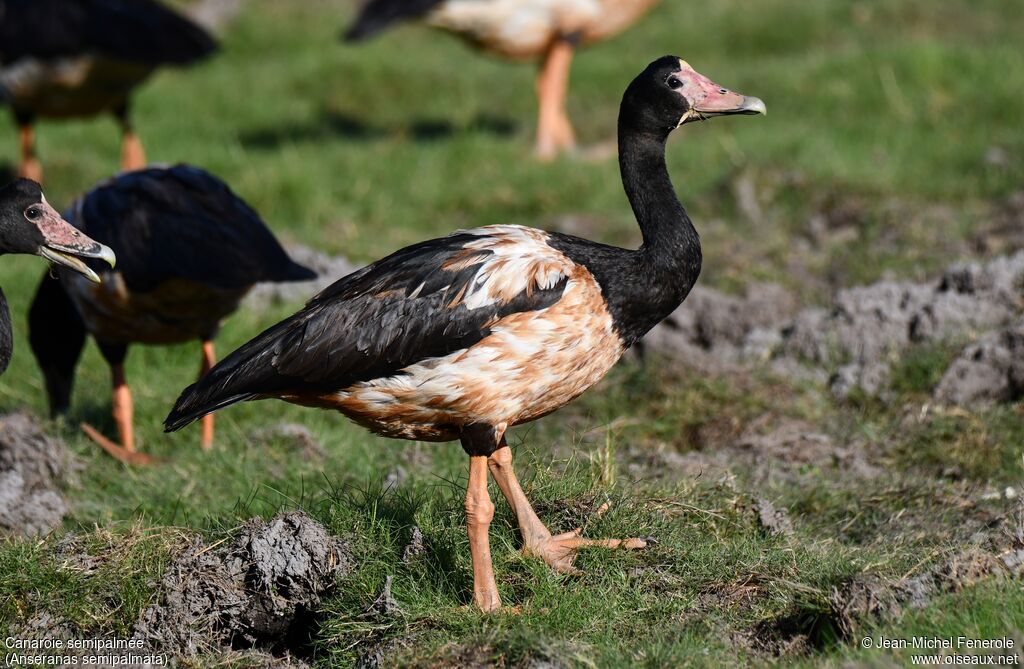 Magpie Goose