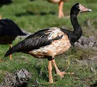 Magpie Goose