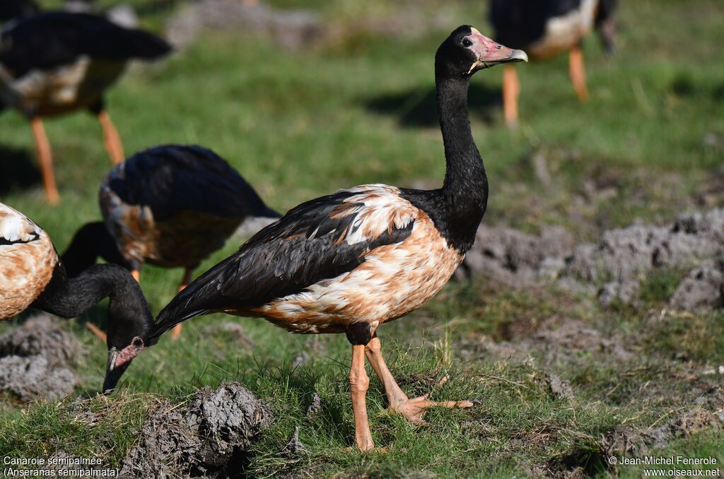 Magpie Goose