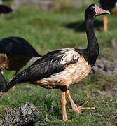 Magpie Goose