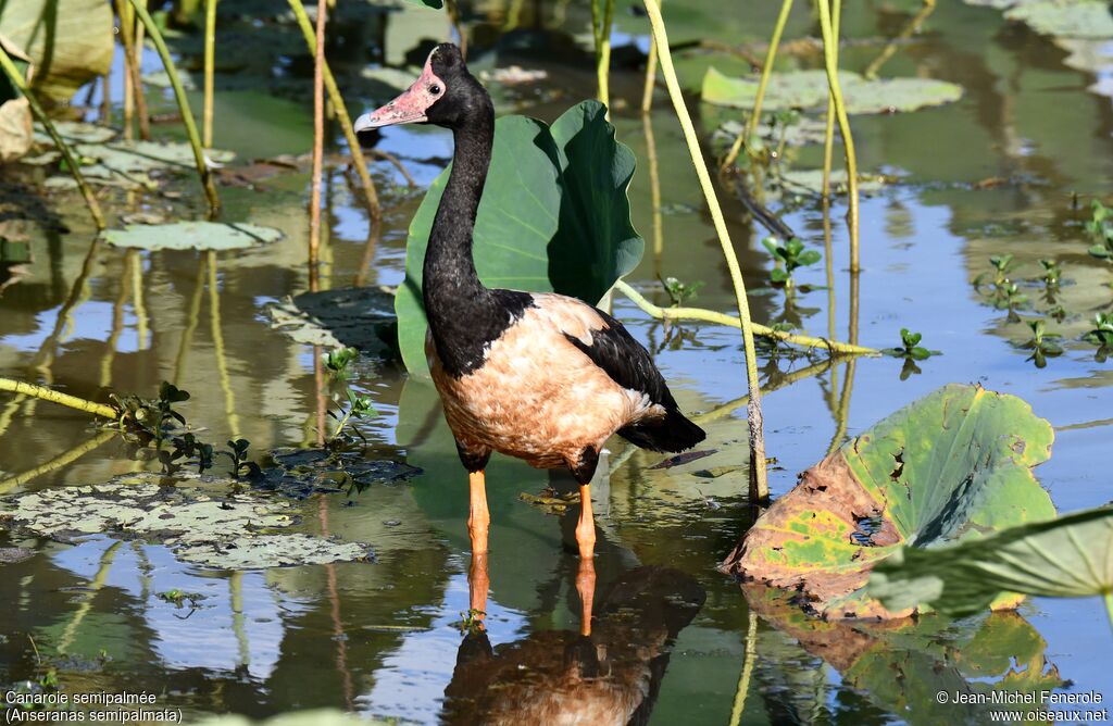 Magpie Goose