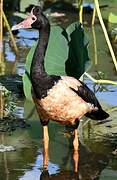 Magpie Goose