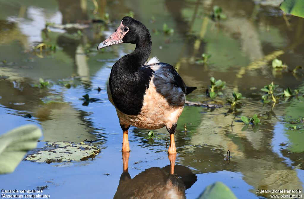 Magpie Goose