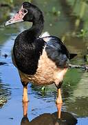 Magpie Goose