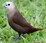 White-headed Munia