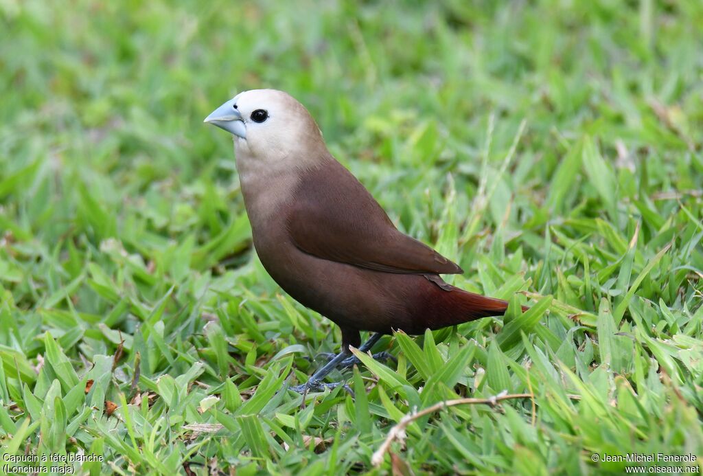 White-headed Muniaadult