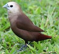 White-headed Munia