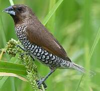 Scaly-breasted Munia