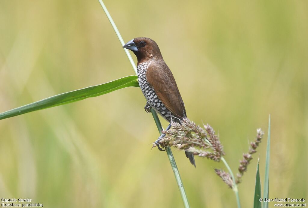 Scaly-breasted Munia