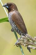 Scaly-breasted Munia