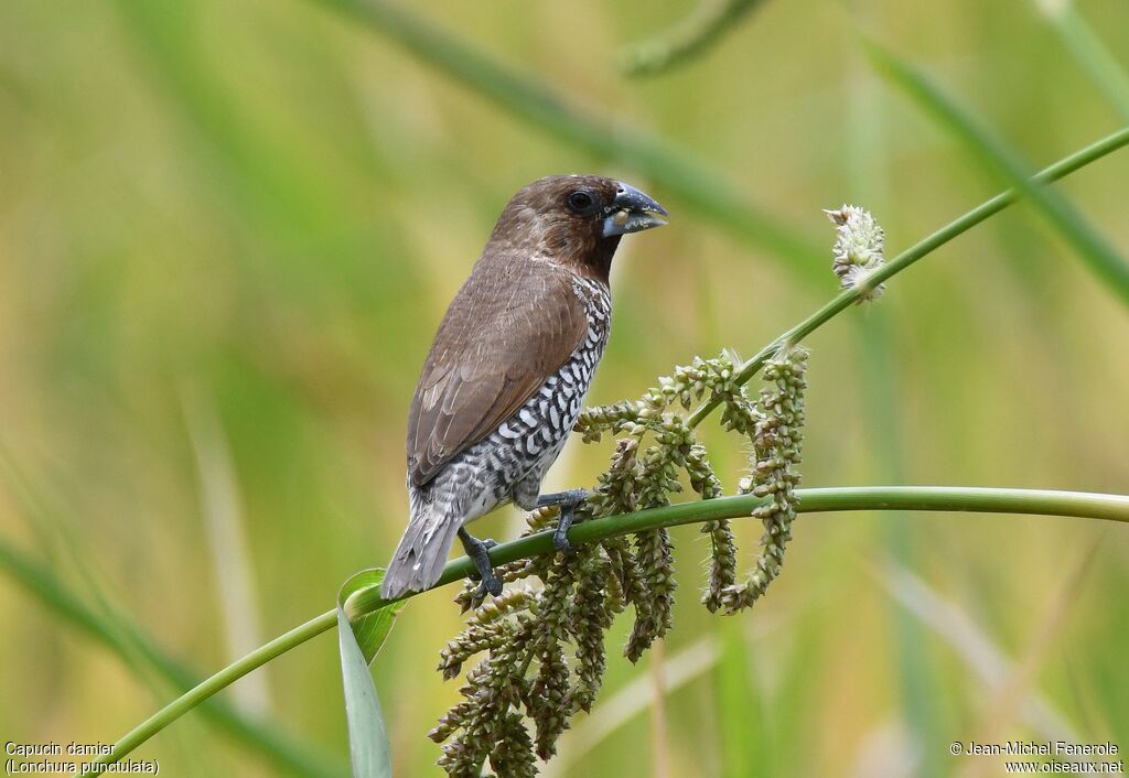 Scaly-breasted Munia