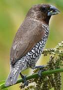 Scaly-breasted Munia