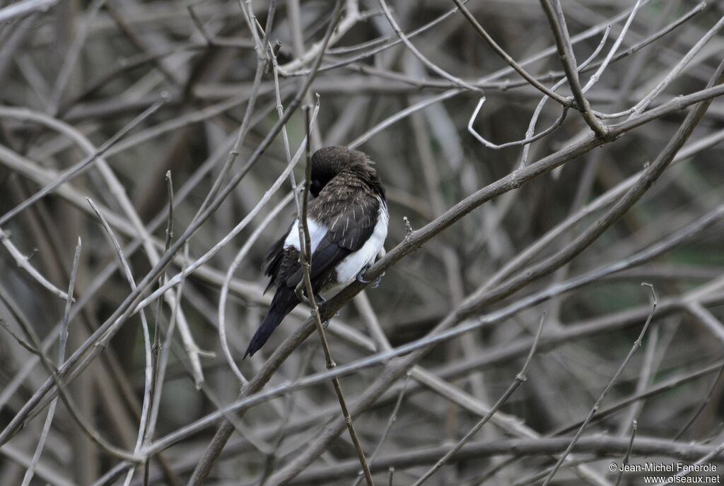 White-rumped Munia